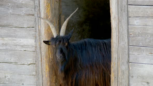 Black swiss goat with horns standing in entrance of wooden barn and looking at camera - Near Verzasc