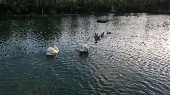 swans and ducks swimming in a lake