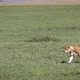 Lioness Walking Past Camera Slow Motion - VideoHive Item for Sale