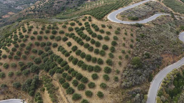 Aerial top view of Olive Trees on the Hill. Olives Farm in Italy. Olive plantation in the Mountain. 