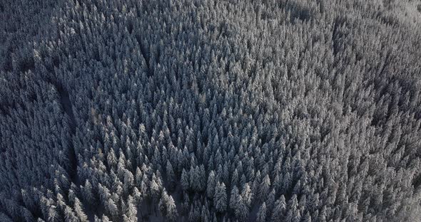 Drone Over Forests On Kitzsteinhorn Mountain