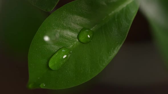 Water Drops on a Leaf 98