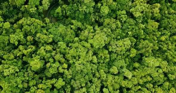 Aerial view of a road winding through the rainforest.