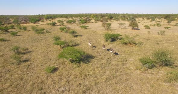 Aerial drone view of a herd of ostriches wild animals in a safari in Africa plains.