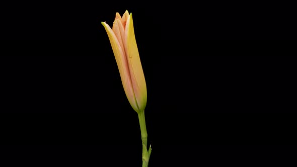 Beautiful Flowers Day Lily Opening