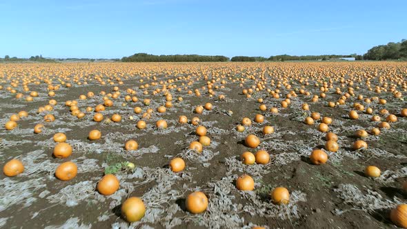 Pumpkin Patch on a Farm Ready for Harvest Aerial Flyover