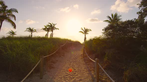 Palm trees seen at sunset