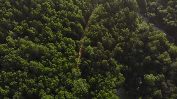 Top down view of the forest. Beautiful panoramic photo over the tops of pine forest.