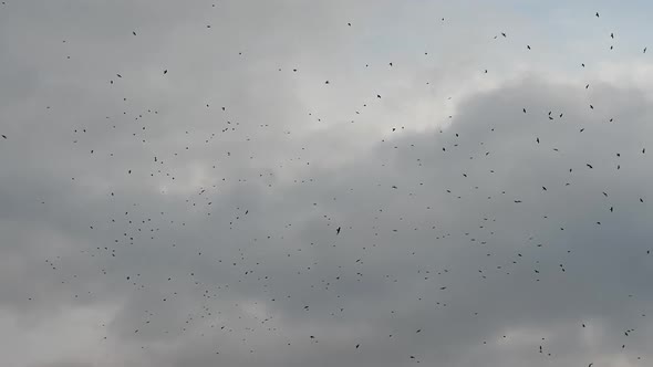 A Flock Of Black Birds In The Sky, Crows Are Circling In The Cloudy Sky.