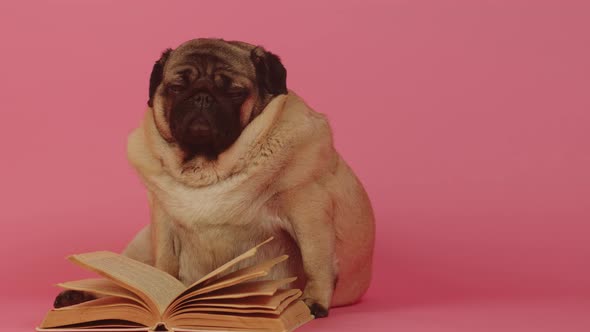 Very Thick Pug Sits with a Book and Looking at Camera