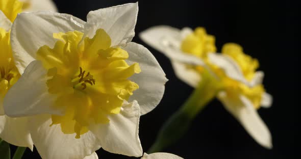 Narcissus. Various common names includ daffodil,narcissus and jonquil