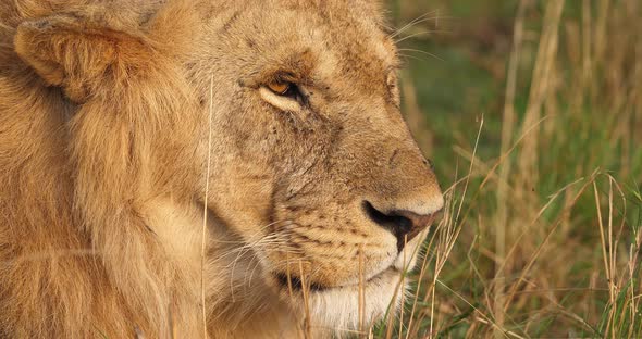 African Lion, panthera leo, Portrait of Male, Masai Mara Park in Kenya, Real Time 4K