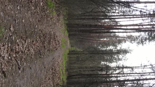 Vertical Video of a Road in the Forest