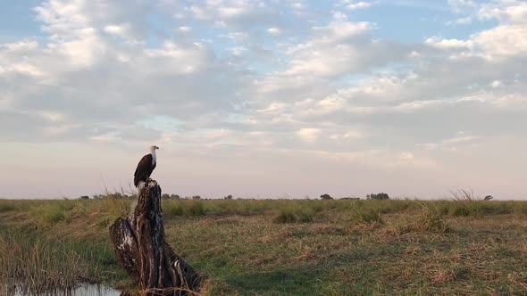 African Fish Eagle sits on a stump along the river, looking for a meal