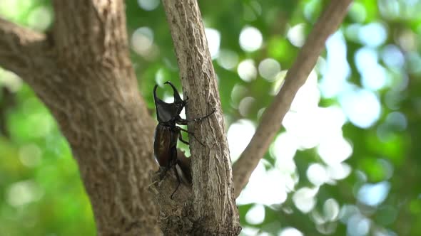 Close Up Of Siamese Rhinoceros Beetle Or Fighting Beetle On The Tree