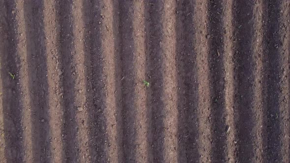 Potato field in spring - camera moves near sowing rows on farmland, closeup. land prepared for plant