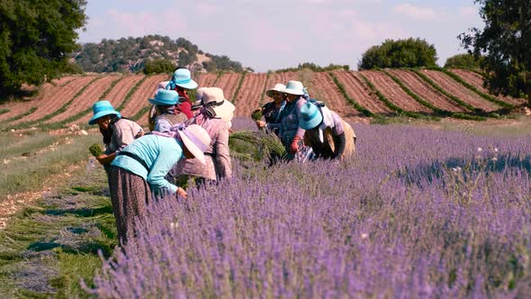 Farmers Working on his Lavender Plantation