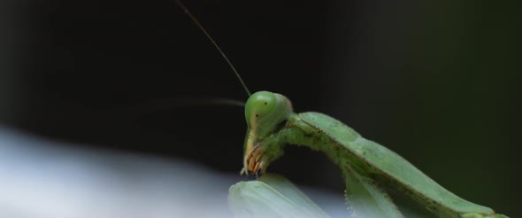 Macro shot of the praying mantis. 