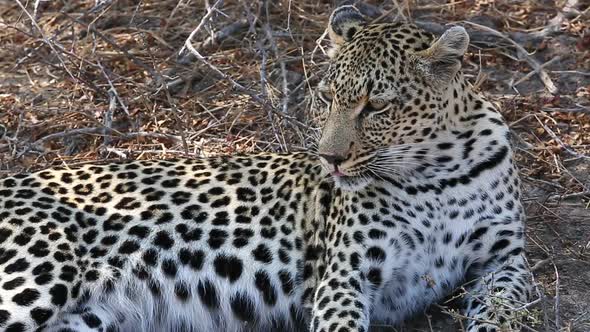 Close-up of a female leopard resting in the grass and looking off to the left