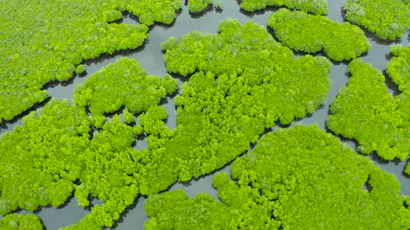 Aerial View of Mangrove Forest and River.