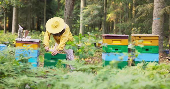 An Experienced Beekeeper Works in the Woods at an Apiary Many Hives Around Him a Man Leans Over One