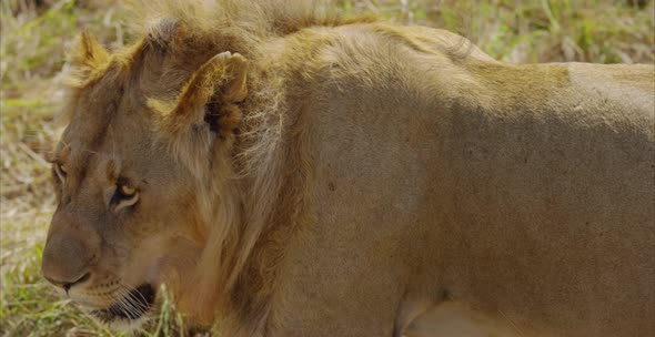 Close up view of a lion walking