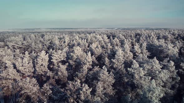 Calm slow aerial footage of beautiful old pine forest covered with snow and frost