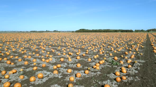 Pumpkin Patch on a Farm Ready for Harvest Aerial Flyover