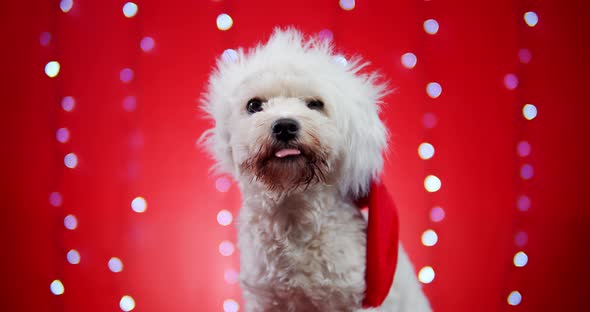 Little Beautiful Doggy in a Santa Hat on a Red Christmas Background