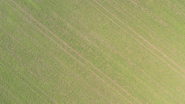 Above the fertile soil with green bean crops 4K aerial footage