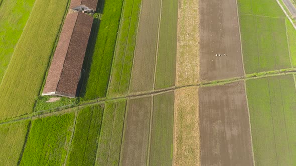 Rice Field and Agricultural Land in Indonesia