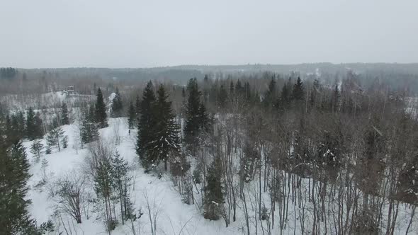 Flight Above Snow-Covered Glade Towards Pines And Firs In Cloudy Day