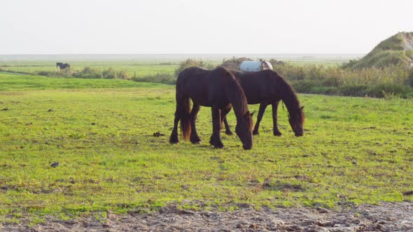 horses eating horses eating grass