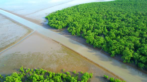 Aerial view over green mangrove forest. nature tropical rainforest