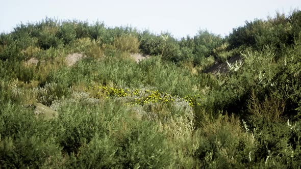 Beach Dunes with Long Grass