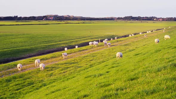 organic farming sheep maintain strength Dutch sea dike