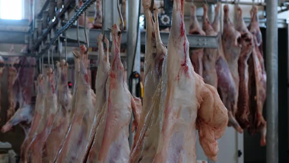 Raw Meat Hanging In a Slaughterhouse