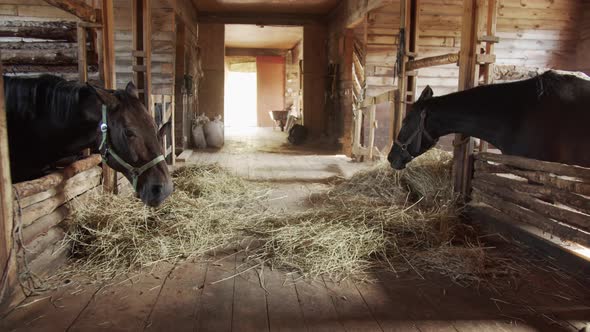 A Picturesque Shot of a Wooden Stable with Beautiful Daylight. Chestnut Horses Eat Hay After a Ride