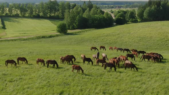 Aerial Roundabout Shooting of the Herd of Young Horses is Grazing on a Meadow