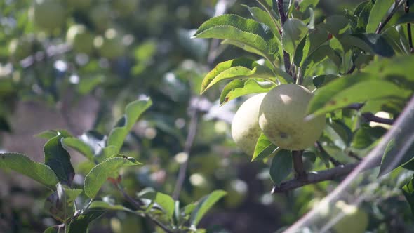 Tight shot of backlit golden delicious apples in a sunny, windy ochard.