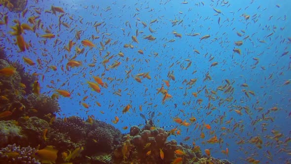 Underwater Colorful Scalefin Anthias