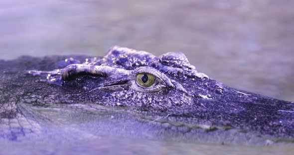 Siamese crocodile Crocodylus siamensis close-up. Small ripples in the water