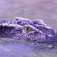 Siamese crocodile Crocodylus siamensis close-up. Small ripples in the water - VideoHive Item for Sale