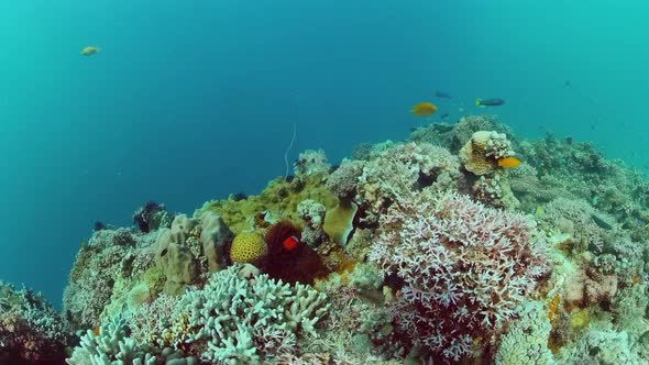 Coral Reef with Fish Underwater. Bohol, Philippines