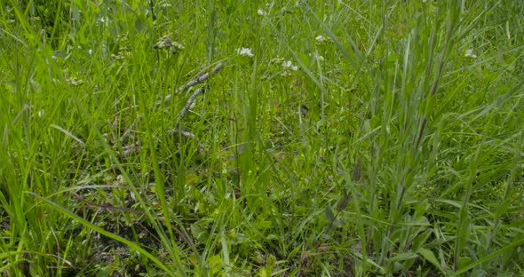 a slow pan up of the long leaf pine savanna