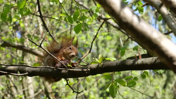 The Squirrel Eats A Lump On A Tree Branch.