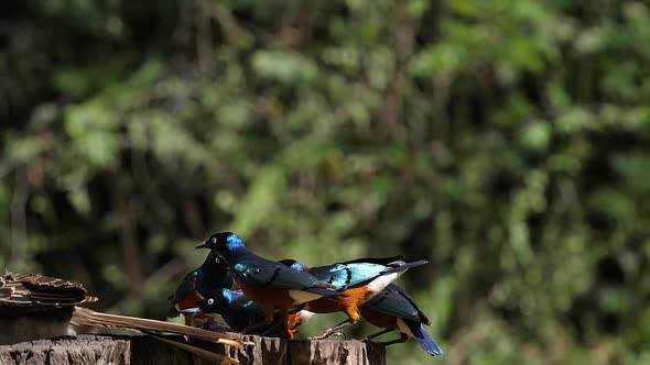 Birds at the Feeder, Superb Starling, African Grey Hornbill, Group in flight, Tsavo Park in Kenya