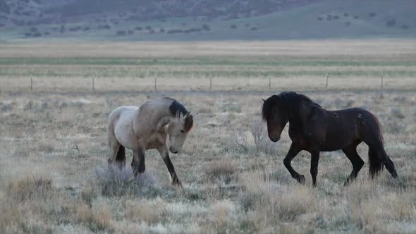 Two wild horses digging at the ground as they face each other