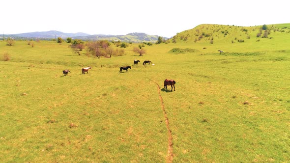 Flight Over Wild Horses Herd on Mountain Meadow. Summer Mountains Wild Nature. Freedom Ecology