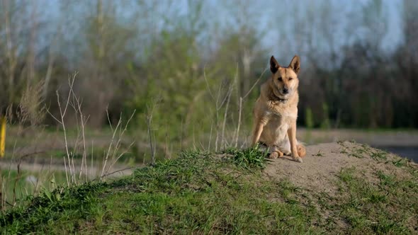 A Redhaired Lost Shepherd Dog Sits on the Street and Looks Around